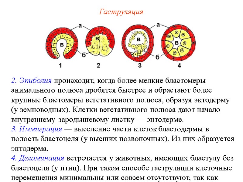 Гаструляция 2. Эпиболия происходит, когда более мелкие бластомеры анимального полюса дробятся быстрее и обрастают Гаструляция 2. Эпиболия происходит, когда более мелкие бластомеры анимального полюса дробятся быстрее и обрастают